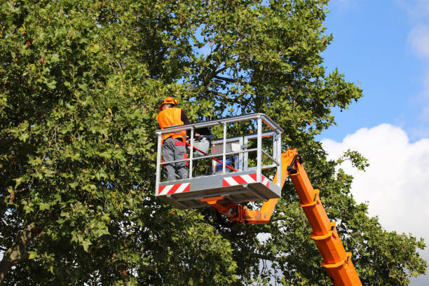 Tree Root Removal in Pierson, FL